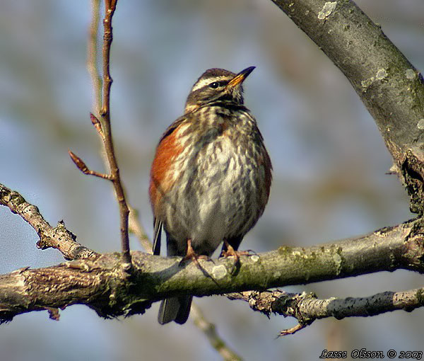 RDVINGETRAST / REDWING (Turdus iliacus)