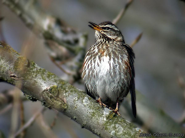 RDVINGETRAST / REDWING (Turdus iliacus)