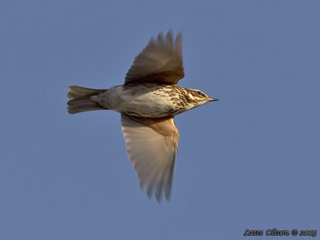 RDVINGETRAST / REDWING (Turdus iliacus)