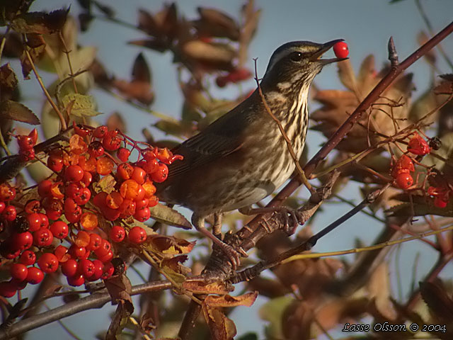 RDVINGETRAST / REDWING (Turdus iliacus)