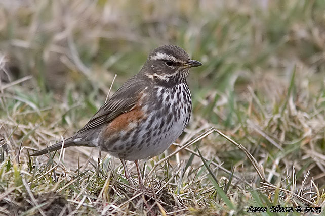 RDVINGETRAST / REDWING (Turdus iliacus)