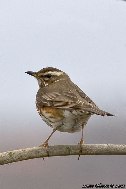 RDVINGETRAST / REDWING (Turdus iliacus)