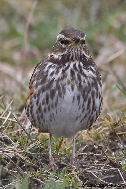 RDVINGETRAST / REDWING (Turdus iliacus)