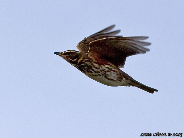 RDVINGETRAST / REDWING (Turdus iliacus)