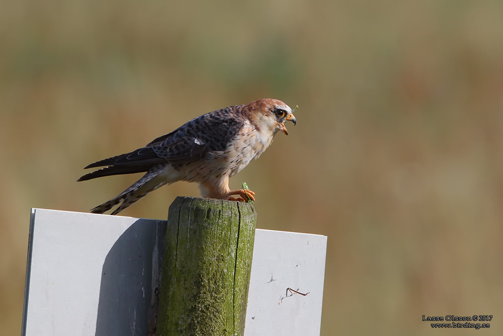 AFTONFALK / RED-FOOTED FALCON (Falco vespertinus) - Stäng / Close