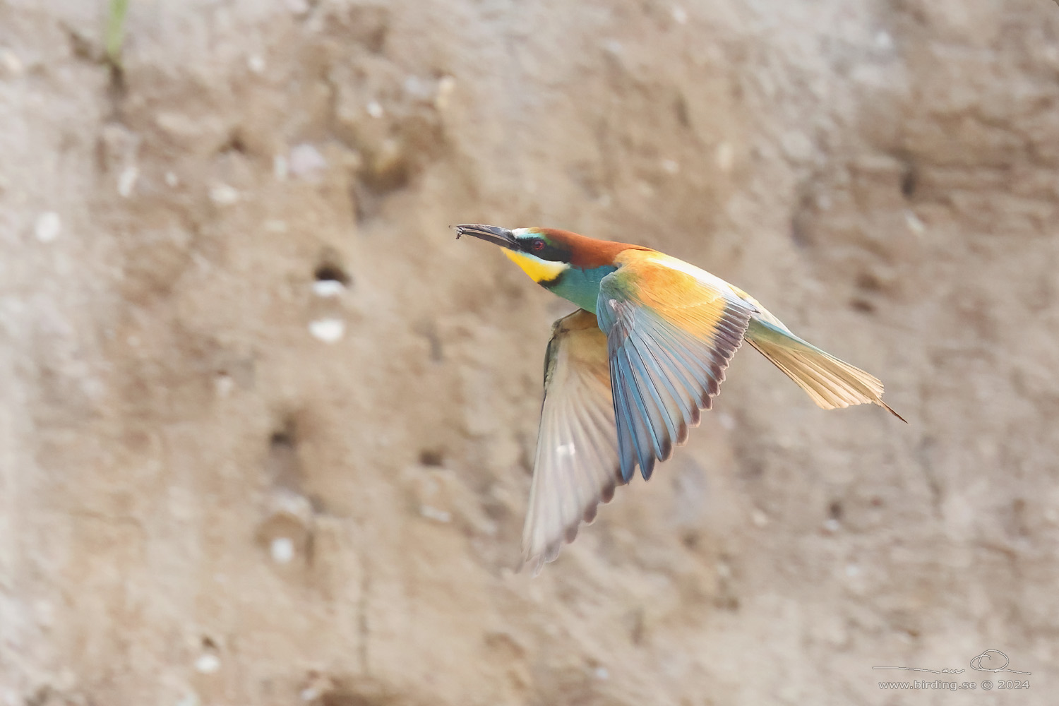 BITARE / EUROPEAN BEE-EATER (Merops apiaster)) - Stng / Close