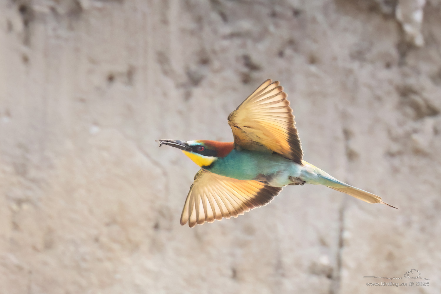 BITARE / EUROPEAN BEE-EATER (Merops apiaster)) - Stng / Close