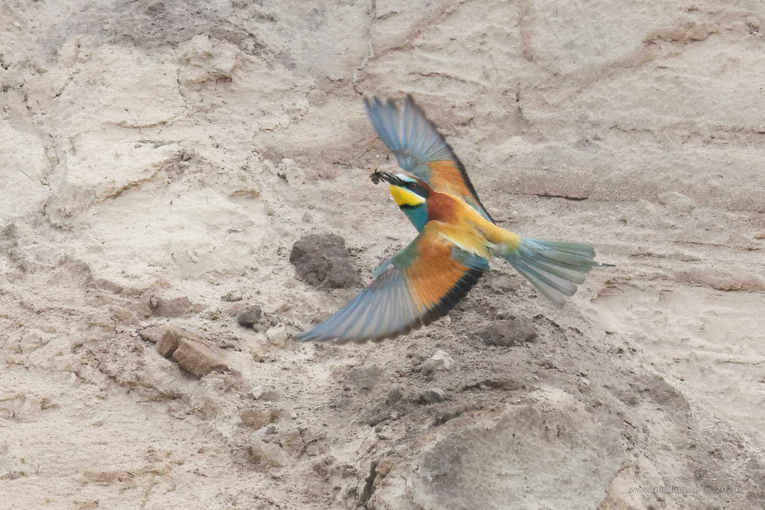 BITARE / EUROPEAN BEE-EATER (Merops apiaster)) - Stng / Close