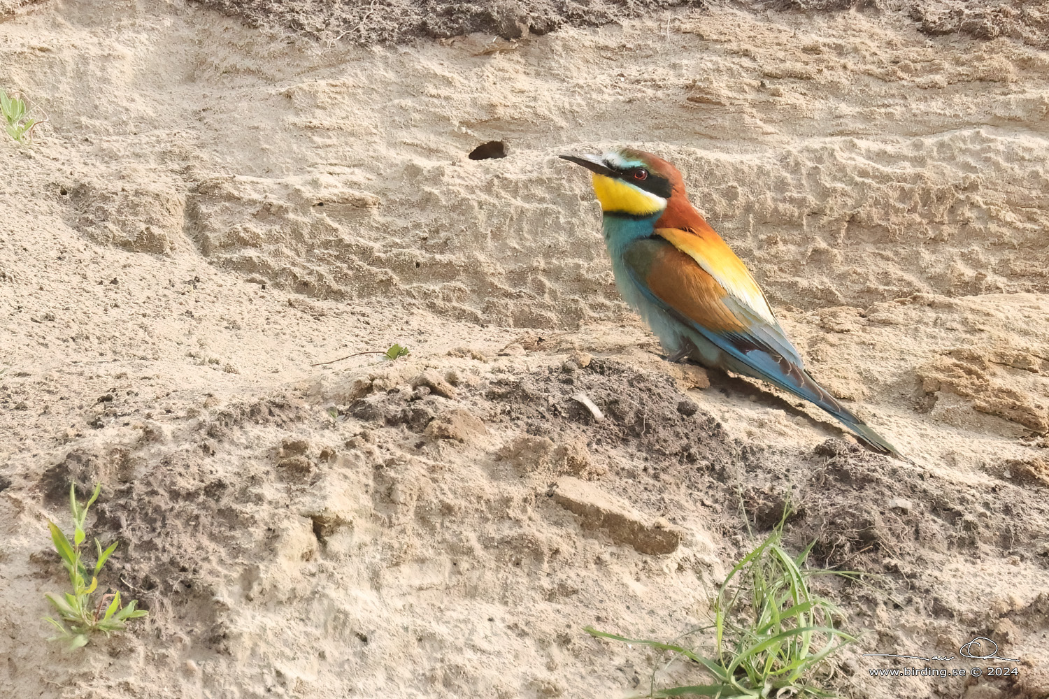 BITARE / EUROPEAN BEE-EATER (Merops apiaster)) - Stng / Close