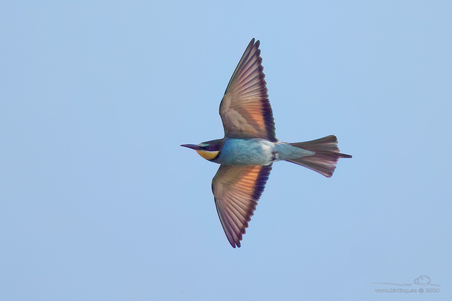 BITARE / EUROPEAN BEE-EATER (Merops apiaster)) - Stng / Close