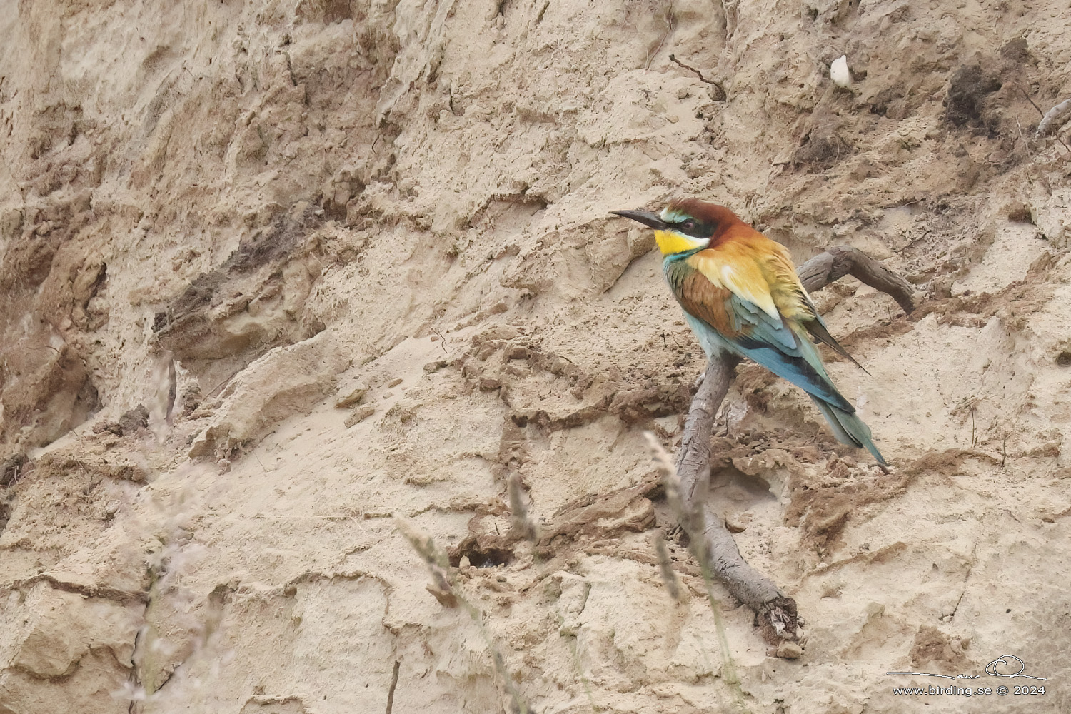 BITARE / EUROPEAN BEE-EATER (Merops apiaster)) - Stng / Close