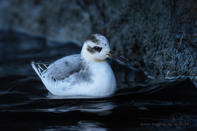 BREDNÄBBAD SIMSNÄPPA / GREY PHALAROPE (Phalaropus fulicarius) - stor bild / full size