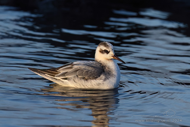 BREDNÄBBAD SIMSNÄPPA / GREY PHALAROPE (Phalaropus fulicarius) - stor bild / full size