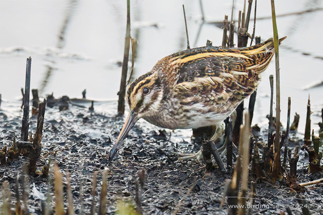 DVÄRGBECKASIN / JACK SNIPE (Lymnocryptes minimus) - STOR BILD / FULL SIZE