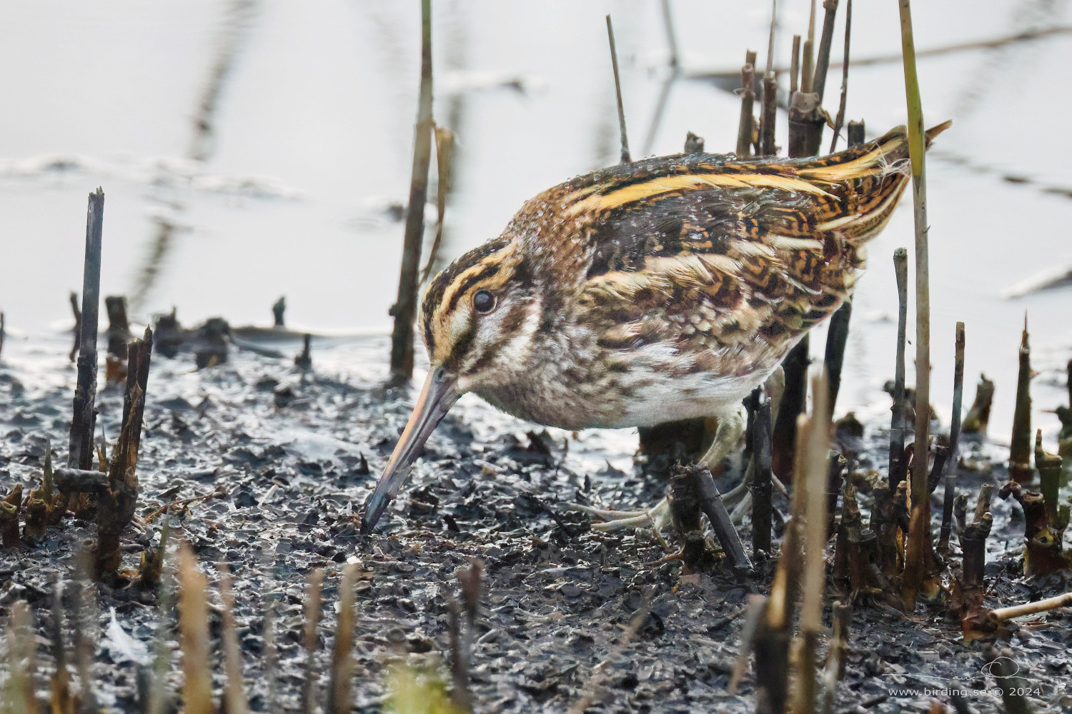 DVRGBECKASIN / JACK SNIPE (Lymnocryptes minimus) - Stng / Close