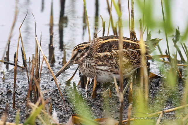 DVÄRGBECKASIN / JACK SNIPE (Lymnocryptes minimus) - STOR BILD / FULL SIZE