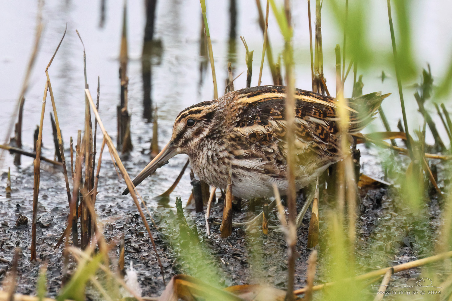 DVRGBECKASIN / JACK SNIPE (Lymnocryptes minimus) - Stng / Close