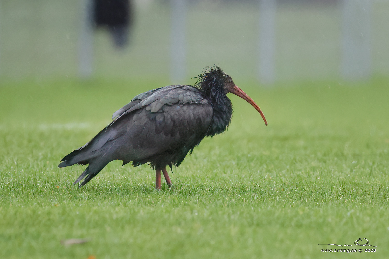 EREMITIBIS / NORTHERN BALD IBIS (Geronticus eremita) - Stng / Close