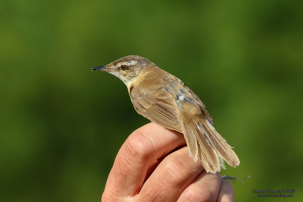 FLTSNGARE / PADDYFIELD WARBLER (Acrocephalus agricola) - Stng / Close