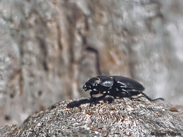 EKOXE Lucanus cervus