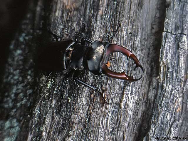 EKOXE Lucanus cervus