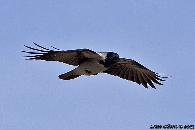 GR KRKA / HOODED CROW (Corvus corone cornix)
