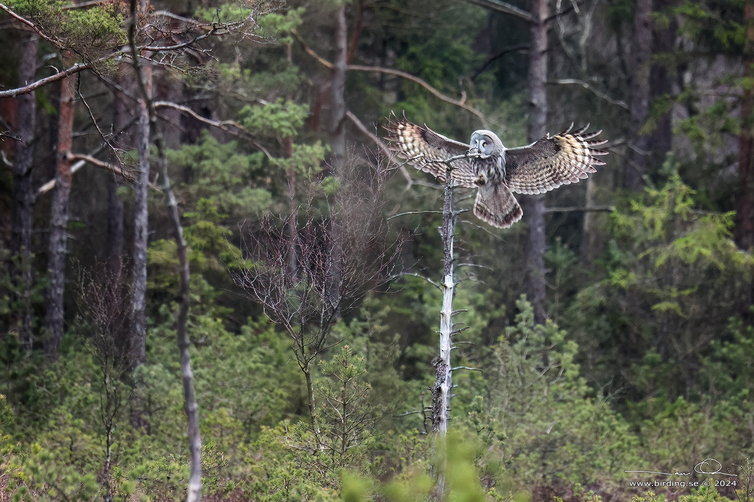 LAPPUGGLA / GREAT GREY OWL (Strix nebulosa) - Stng / Close