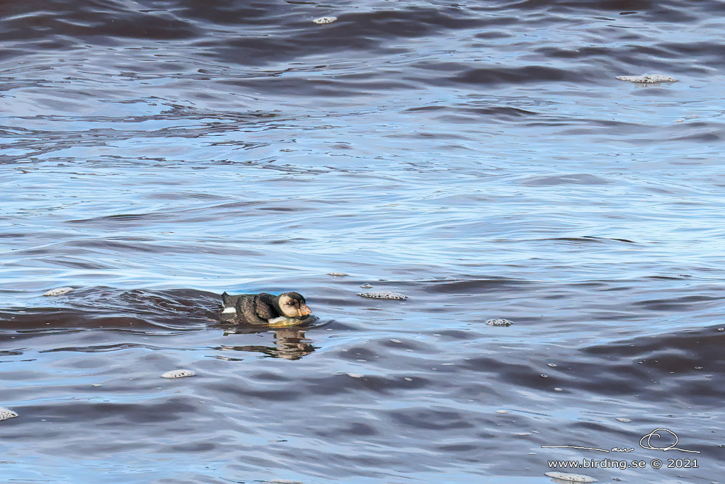 LUNNEFÅGEL / ATLANTIC PUFFIN (Fratercula arctica) - Stäng / Close