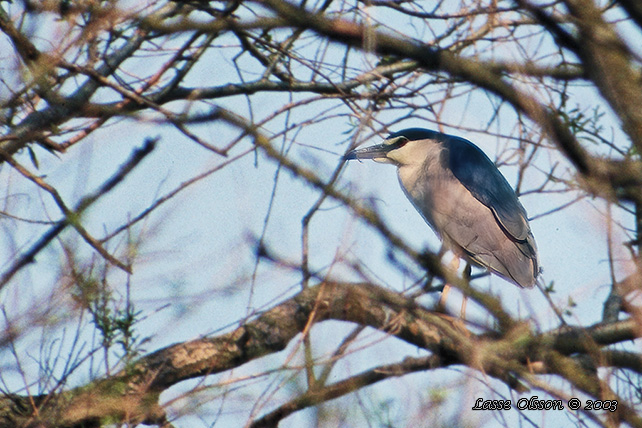 NATTHGER / NIGHT HERON (Nycticorax nycticorax)