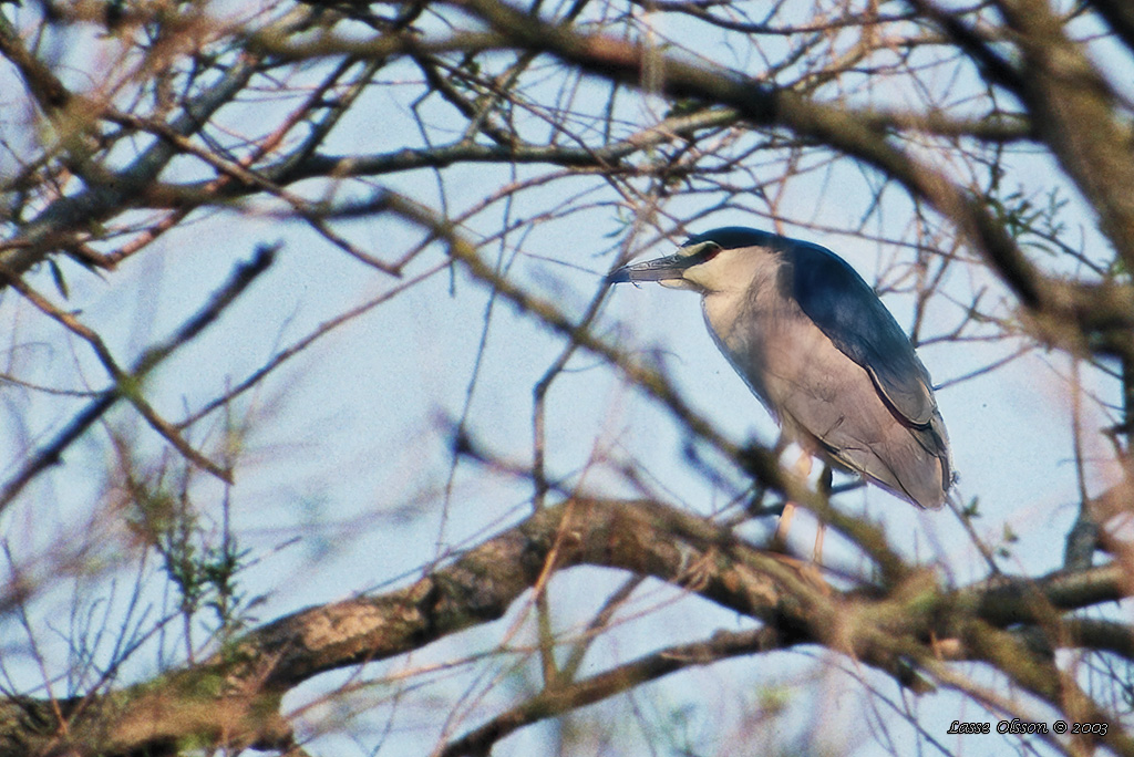 NATTHGER / NIGHT HERON (Nycticorax nycticorax) - Stäng / Close