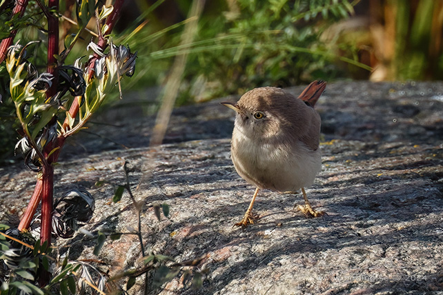 ÖKENSÅNGARE / ASIAN DESERT WARBLER (Curruca nana) - STOR BILD / FULL SIZE