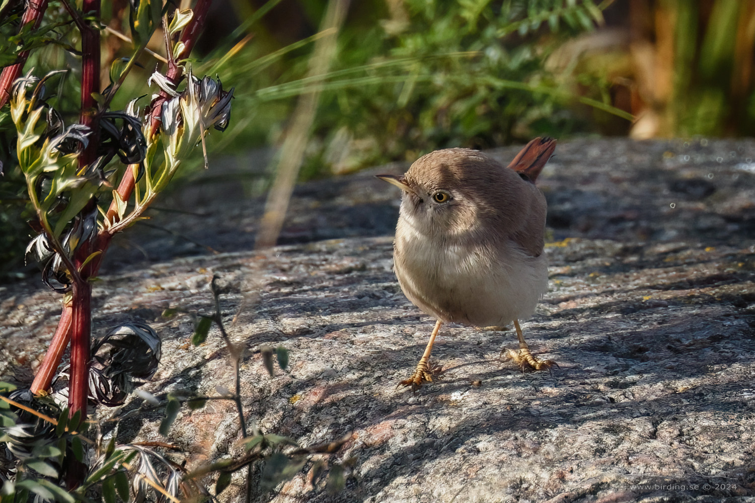 KENSNGARE / ASIAN DESERT WARBLER (Curruca nana) - Stng / Close