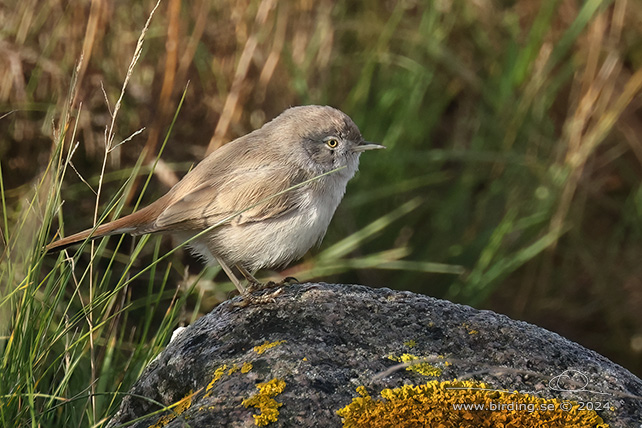 ÖKENSÅNGARE / ASIAN DESERT WARBLER (Curruca nana) - STOR BILD / FULL SIZE