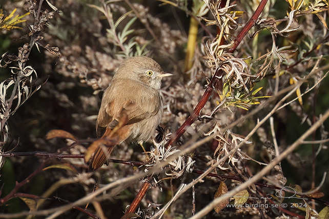 ÖKENSÅNGARE / ASIAN DESERT WARBLER (Curruca nana) - STOR BILD / FULL SIZE