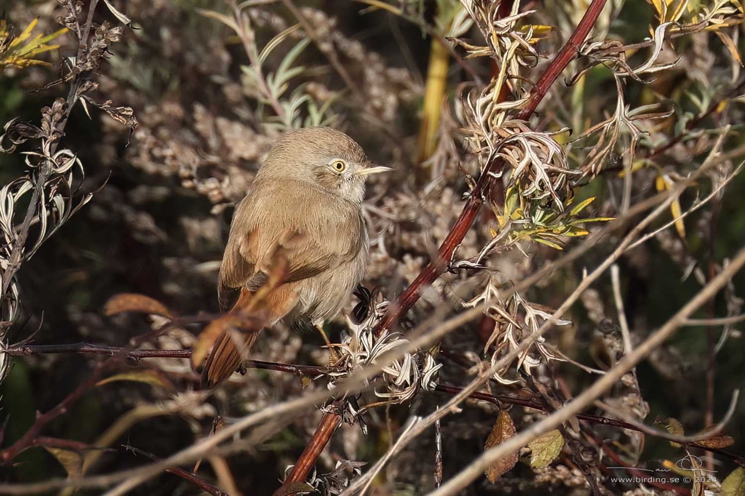 KENSNGARE / ASIAN DESERT WARBLER (Curruca nana) - Stng / Close