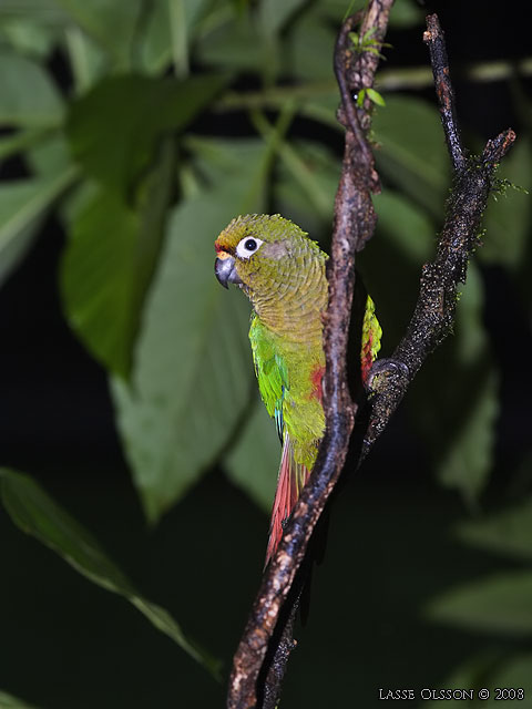 Maroon-bellied Parakeet (pyrrhura Frontalis)