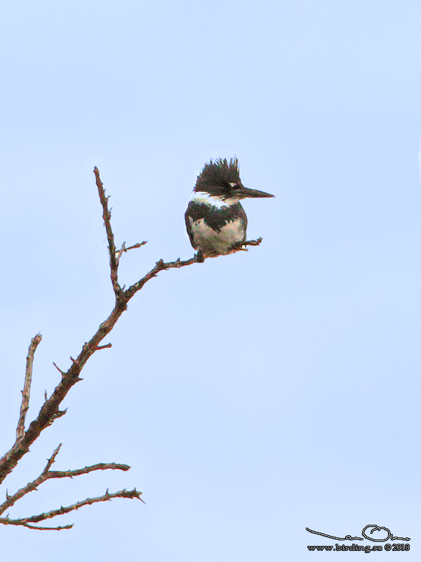 BELTED KINGFISHER (Megaceryle alcyon) - Stäng / Close