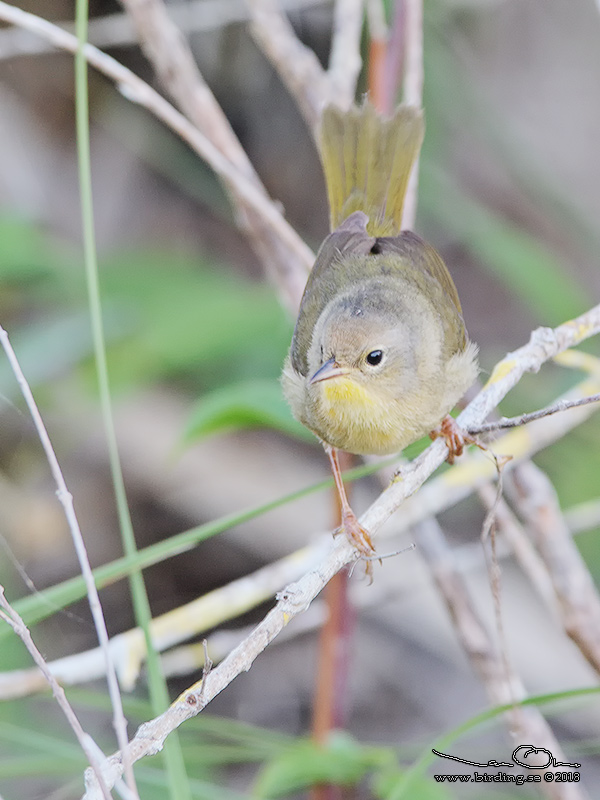COMMON YELLOWTHROAT (Geothlypis trichas) - Stäng / Close