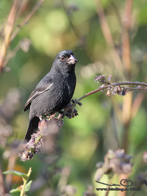 CUBAN  BLACKBIRD  (Ptiloxena atroviolacea) - STOR BILD / FULL SIZE