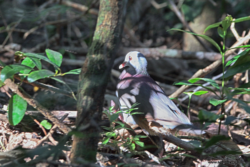 GREY-FRONTED QUAIL-DOVE  (Geotrygon caniceps) - Stäng / Close