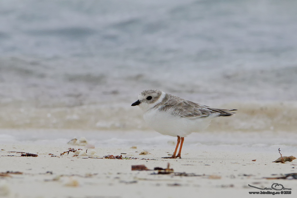 PIPING PLOVER (Charadrius melodus) - Stäng / Close