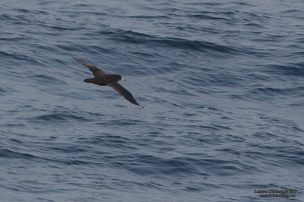 FLESH-FOOTED SHEARWATER (Ardenna  carneipes) - Stäng / close