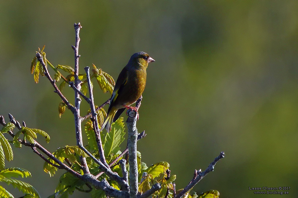 GREY-CAPPED GREENFINCH (Chloris sinica ssp. minor) - Stäng / close