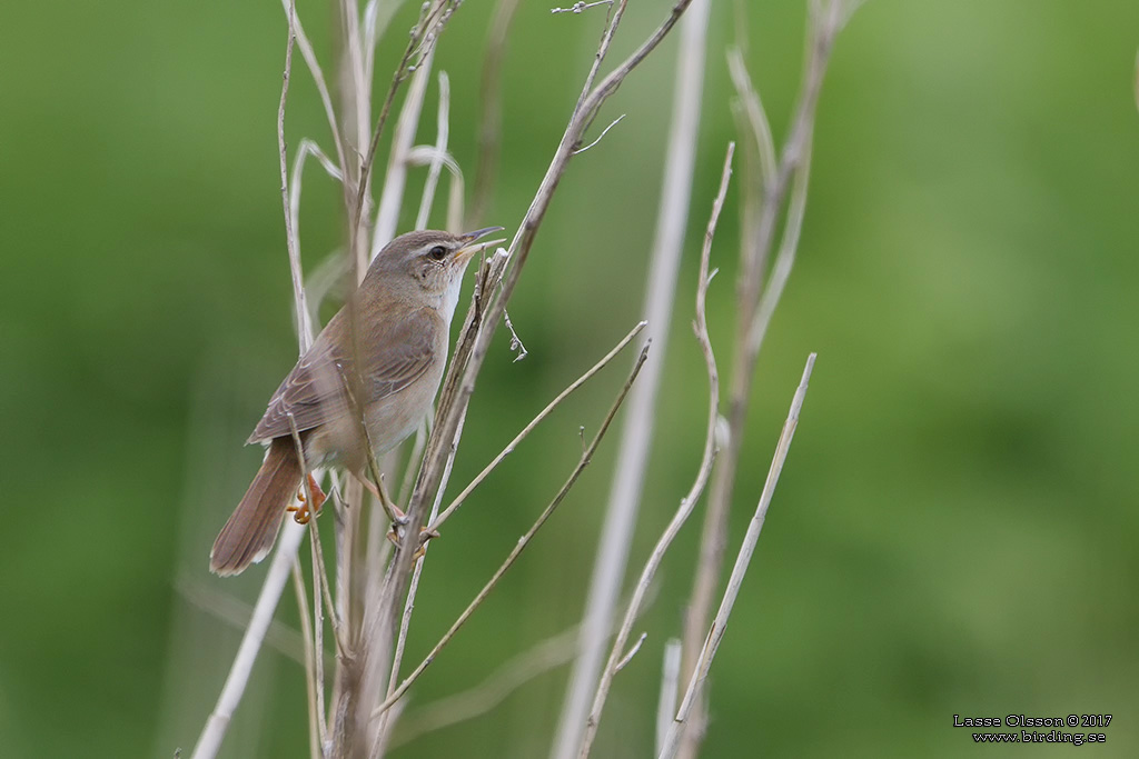 MIDDENDORFF'S GRASSHOPPER WARBLER (Locustella ochotensis) - Stäng / close