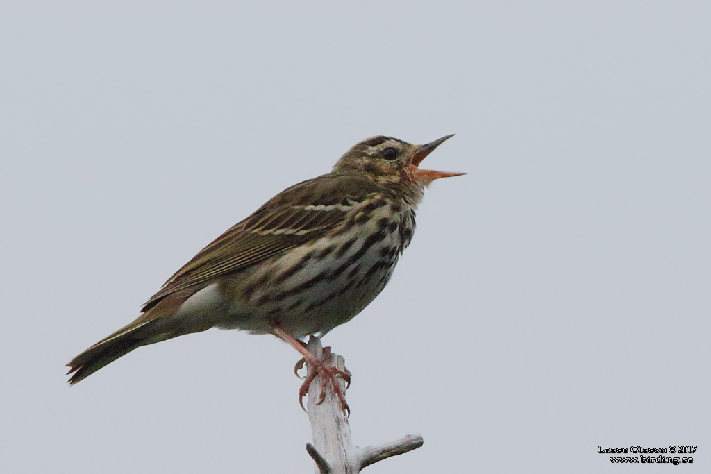 OLIVE-BACKED PIPIT (Anthus  hodgsoni) - Stäng / close