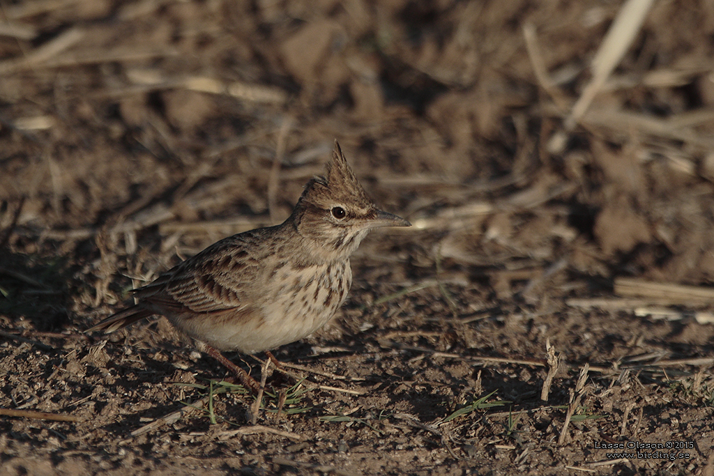 MAGHREBLRKA / MAGHREB LARK (Galerida macrorhyncha) - Stng / Close