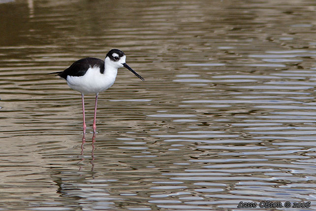 BLACK-NECKED STILT (Himantopus mexicanus)