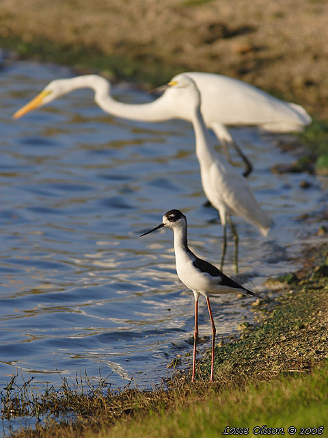 BLACK-NECKED STILT (Himantopus mexicanus)