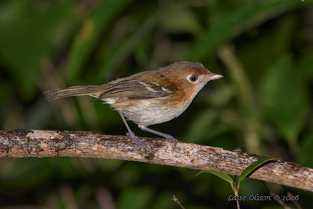 COZUMEL VIREO (Vireo bairdi)