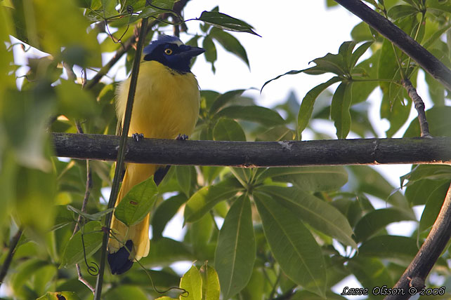 GREEN JAY (Cyanocorax yncas)